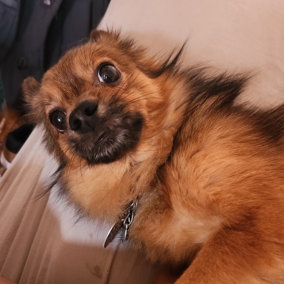 Meet your Posher, Kira - Picture 1 of 1